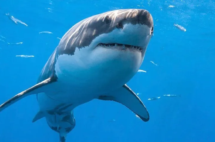 جمعیت کوسه‌های سفید در خلیج سن لوران به شدت زیاد شده